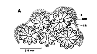 Illustration for article titled What the hell is on this mysterious-looking piece of seaweed?